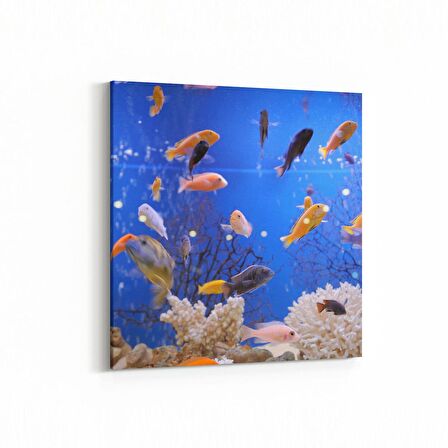 Olla 12088K Akvaryum / Balık Görseli Kare Kanvas Tablo (Ölçü: 30X30)