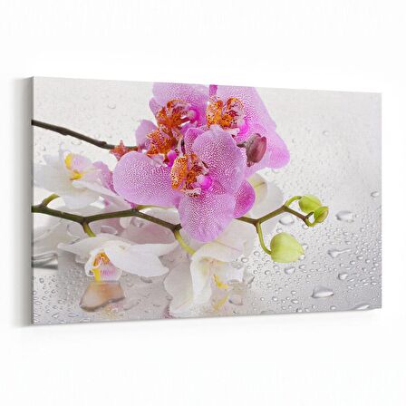 Olla 11658Y Orkide Çiçek Görseli Yatay Kanvas Tablo (Ölçü: 150X100)