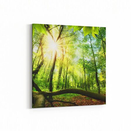 Olla 14313K Doğa / Manzara Görseli Kare Kanvas Tablo (Ölçü: 100X100)