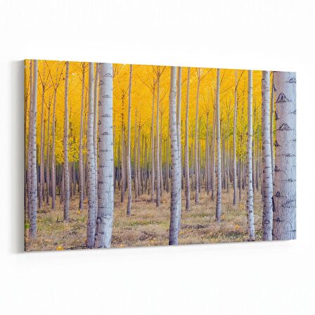 Olla 13227Y Doğa / Manzara Görseli Yatay Kanvas Tablo (Ölçü: 90X60)