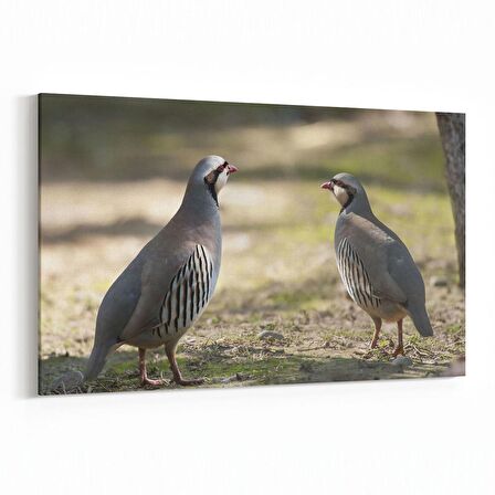 Olla 12657Y Hayvanlar Alemi Görseli Yatay Kanvas Tablo (Ölçü: 120X80)