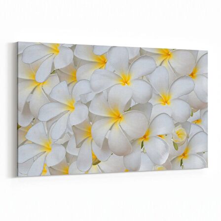 Olla 11633Y Çiçek Görseli Yatay Kanvas Tablo (Ölçü: 70X50)