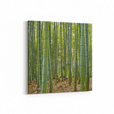 Olla 13866K Doğa / Manzara Görseli Kare Kanvas Tablo (Ölçü: 25X25)