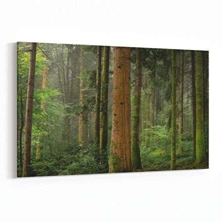 Olla 13911Y Doğa / Manzara Görseli Yatay Kanvas Tablo (Ölçü: 70X50)