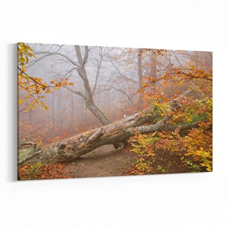 Olla 14257Y Doğa / Manzara Görseli Yatay Kanvas Tablo (Ölçü: 45X30)