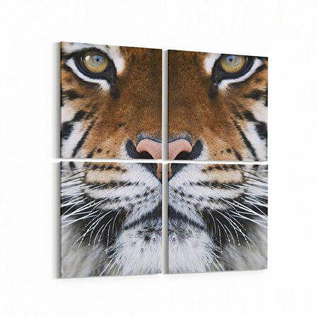 Olla 12572K4 Hayvanlar Alemi Görseli Kare 4'lü Kanvas Tablo (Ölçü: 145X145)