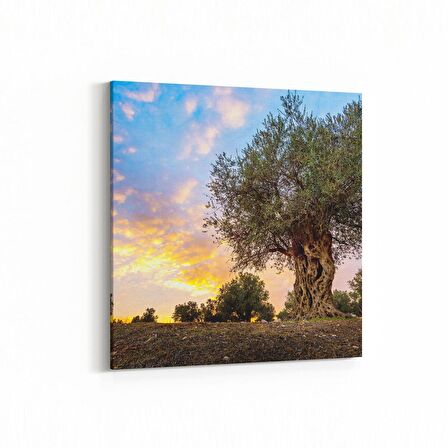 Olla 14373K Doğa / Manzara Görseli Kare Kanvas Tablo (Ölçü: 30X30)