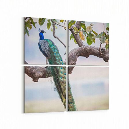 Olla 12459K4 Hayvanlar Alemi Görseli Kare 4'lü Kanvas Tablo (Ölçü: 125X125)