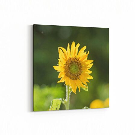 Olla 10796K Ağaç Görseli Kare Kanvas Tablo (Ölçü: 30X30)