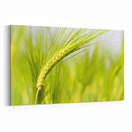 Olla 14329Y Doğa / Manzara Görseli Yatay Kanvas Tablo (Ölçü: 120X80)