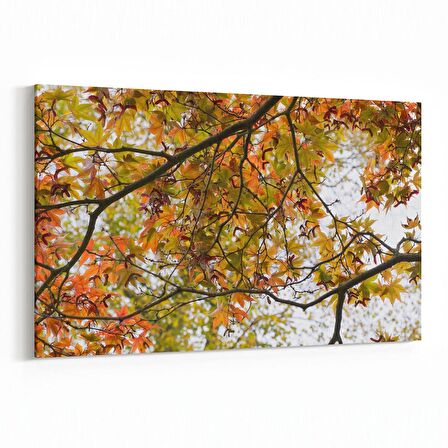Olla 10899Y Ağaç Görseli Yatay Kanvas Tablo (Ölçü: 90X60)