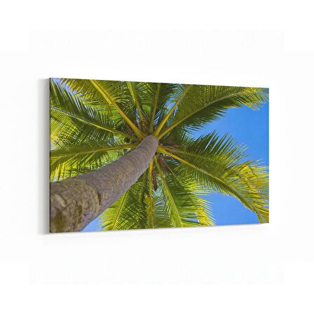 Olla 11547Y Palmiye Ağacı Görseli Yatay Kanvas Tablo (Ölçü: 90X60)