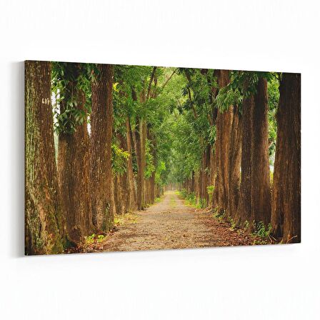 Olla 13350Y Doğa / Manzara Görseli Yatay Kanvas Tablo (Ölçü: 45X30)