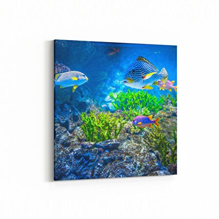 Olla 12120K Akvaryum / Balık Görseli Kare Kanvas Tablo (Ölçü: 60X60)