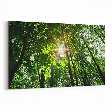 Olla 13710Y Doğa / Manzara Görseli Yatay Kanvas Tablo (Ölçü: 150X100)