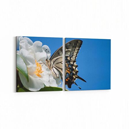 Olla 12544K2Y Hayvanlar Alemi Görseli Kare 2'li Yatay Kanvas Tablo (Ölçü: 145X70)