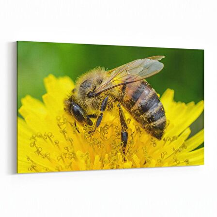 Olla 12505Y Hayvanlar Alemi Görseli Yatay Kanvas Tablo (Ölçü: 70X50)