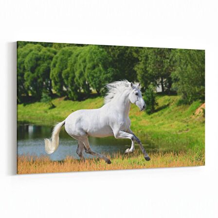 Olla 12491Y Hayvanlar Alemi Görseli Yatay Kanvas Tablo (Ölçü: 120X80)