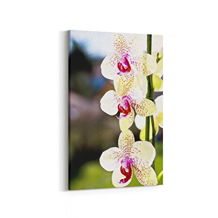 Olla 11725D Orkide Çiçek Görseli Dikey Kanvas Tablo (Ölçü: 100X150)