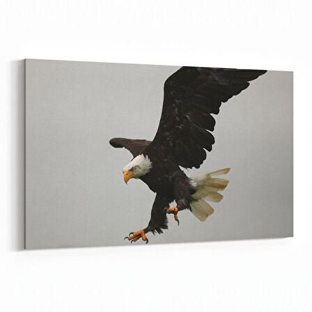 Olla 12526Y Hayvanlar Alemi Görseli Yatay Kanvas Tablo (Ölçü: 150X100)