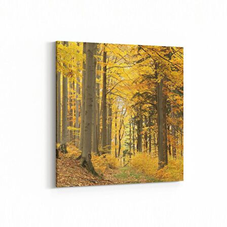 Olla 14599K Doğa / Manzara Görseli Kare Kanvas Tablo (Ölçü: 30X30)