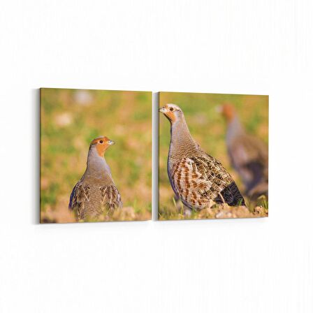 Olla 12649K2Y Hayvanlar Alemi Görseli Kare 2'li Yatay Kanvas Tablo (Ölçü: 125X60)