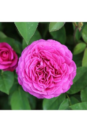 4 Adet Sarmaşık Gül Fidanı Isparta Gülü Rosa Rampicanti 10-20 cm
