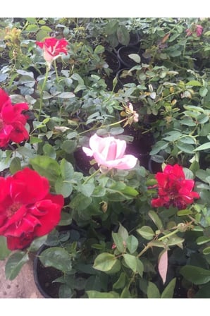 4 Adet Sarmaşık Gül Fidanı Isparta Gülü Rosa Rampicanti 10-20 cm