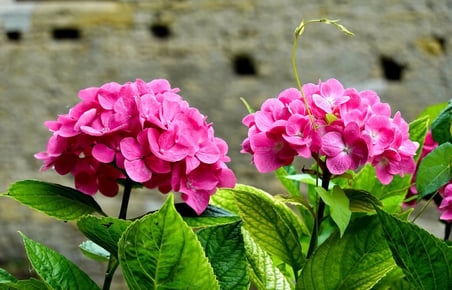 Pembe Ortanca Fidanı 10-20 cm