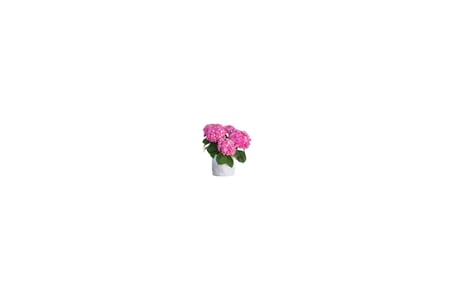 Pembe Ortanca Fidanı 10-20 cm