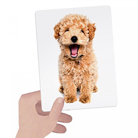 Kız Erkek Çocuk Oyuncak Headu Flashcards Tactile Montessori MU23738 Kız Erkek Çocuk Oyuncak Eğitici