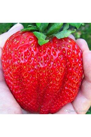 Frigo Camarosa Çilek Fidanı Açık Kök