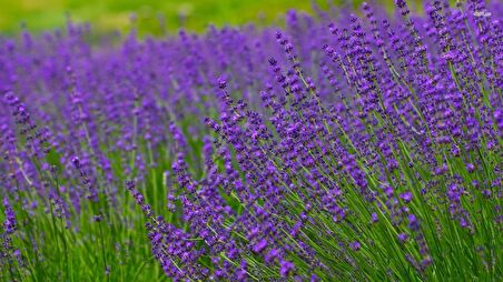 5 Adet Açık Kök Angustifolia Lavanta Fidanı