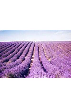 10 Adet Açık Kök Lavandula Intermedia Lavanta Fidanı