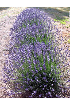 Saksıda Angustifolia Lavanta Fidanı