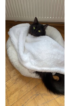 Yumuşak Peluş Wellsoft Kedi ve Köpek Battaniyesi 90x60 cm Beyaz