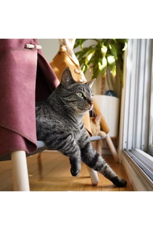 Konforlu ve şık Bordo Kedi Evi, Yatağı ve Barınağı