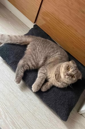 Renkli Peluş Kedi ve Köpek Yatağı, Konforlu Yer Minderi