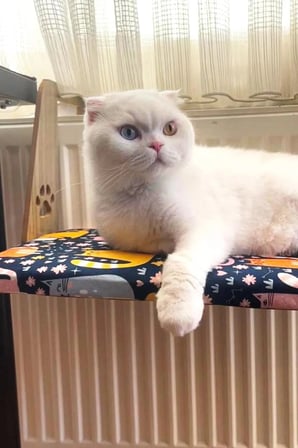 Kalorifer Petek Radyatör Yatağı, Kedi ve Köpek Askılı Yatak, Hediye Paspas