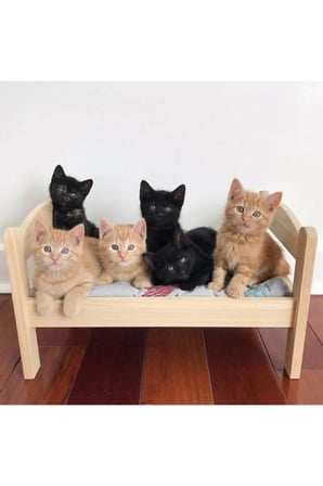 Yumuşak ve Rahat Kedi Yatak, Konforlu Uyku Alanı