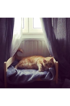 Yumuşak ve Rahat Kedi Yatak, Konforlu Uyku Alanı