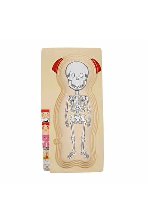 Kız Çocuk Oyuncak Woody Oyna Öğren Katmanlı İnsan Vücudu Ahşap Puzzle 4 x 7 Parç