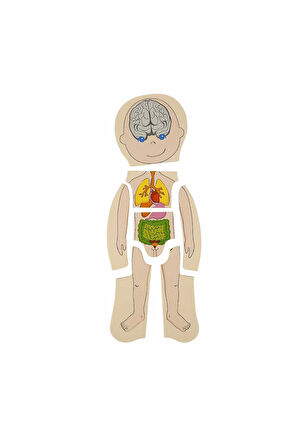 Kız Çocuk Oyuncak Woody Oyna Öğren Katmanlı İnsan Vücudu Ahşap Puzzle 4 x 7 Parç