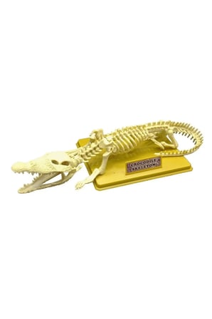Kız Çocuk Oyuncak Timsah İskeleti Bilim Seti Erkek Çocuk Oyuncak Eğitici Oyuncaklar