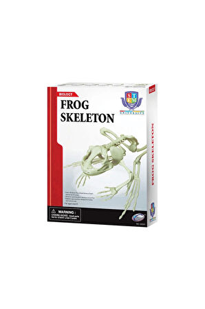 Kız Çocuk Oyuncak Kurbağa İskeleti Bilim Seti Erkek Çocuk Oyuncak Eğitici Oyuncaklar