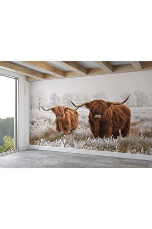 Oxyteez   İskoçya Sığırları Dekoratif Duvar Kağıdı-1150 1150