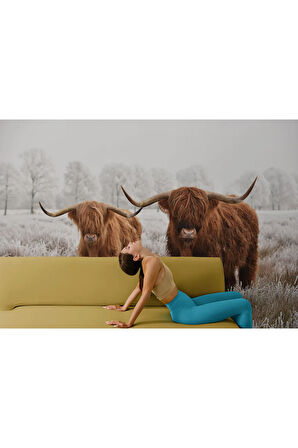 Oxyteez   İskoçya Sığırları Dekoratif Duvar Kağıdı-1150 1150