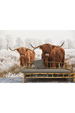 Oxyteez   İskoçya Sığırları Dekoratif Duvar Kağıdı-1150 1150