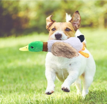 Özel Seri Keyifli Saatler Eğlence Ürünü Aktif Yaşam Sesli Ördek Şekilli Peluş Köpek Oyuncağı