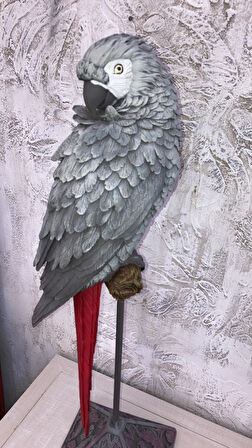 Papağan Kaideli Jako Büyük